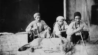 عکس/ مردان قاجاری و شیر زنده