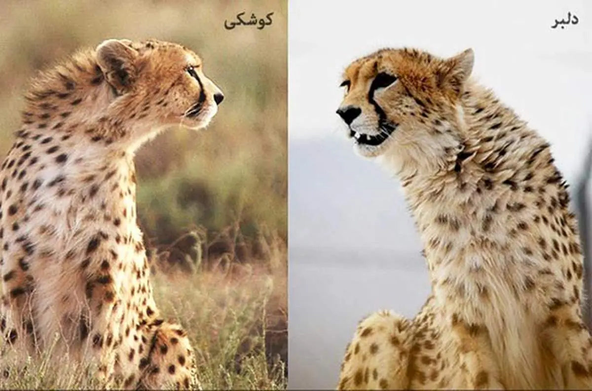 ادامه گمانه زنی ها در مورد رییس آینده سازمان محیط زیست