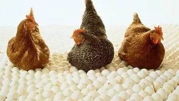 گرانی همچنان مهمان سفرهای مردم
