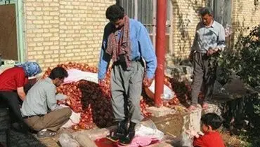 عکس: دخالت پوتین در ساخت لواشک!