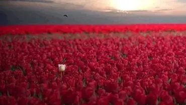 عکس/ طعم تنهایی