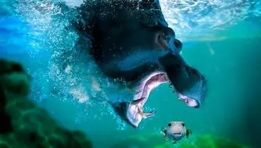 عکس/ یک شکار دیدنی