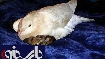عکس/ بچه خرگوشی که مادر کبوتر دارد