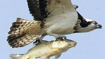 عکس/ یک شکار دیدنی