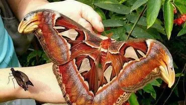 عکس/ یک پروانه دیدنی