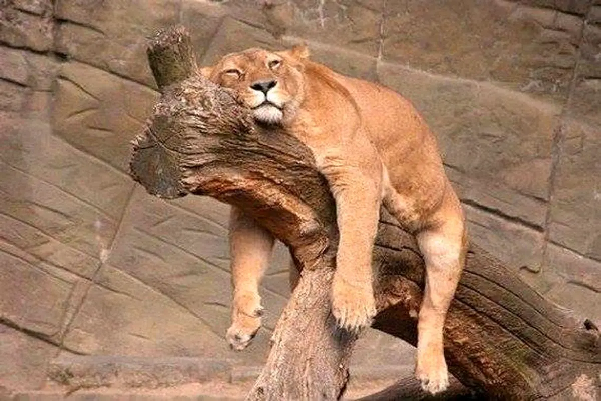عکس/ حسش نیست