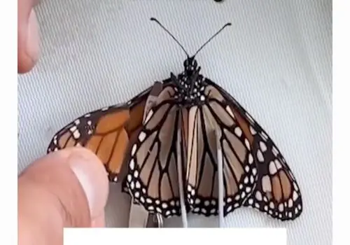 عوامل فیلم «پروانه» در پردیس سینمایی ملت