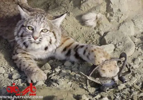 دیده شدن این حیوان کمیاب برای اولین‌بار در ایران+فیلم