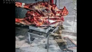 عکس: فیضه خواری گربه!
