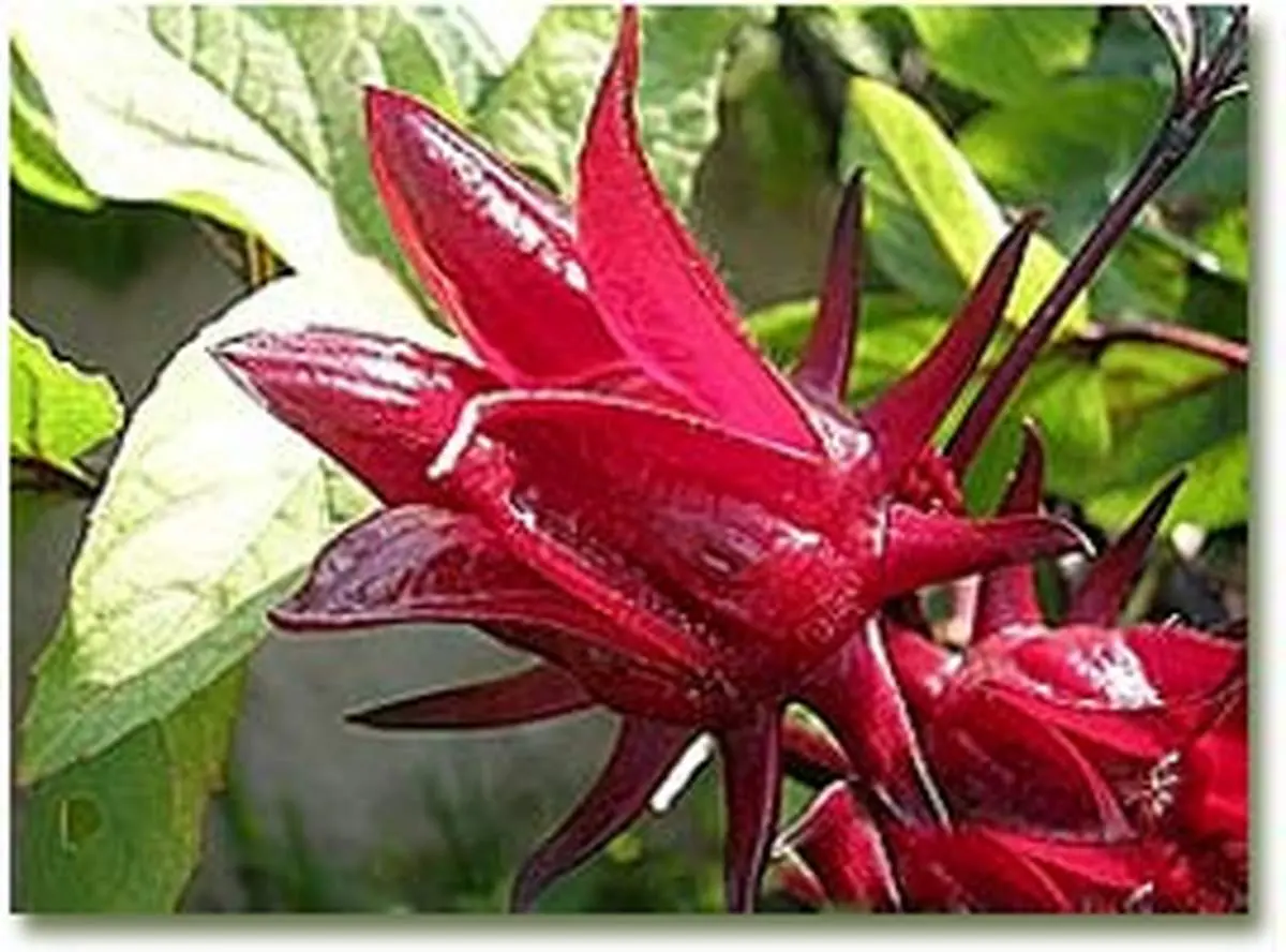 خواص چای قرمز یا چای ترش