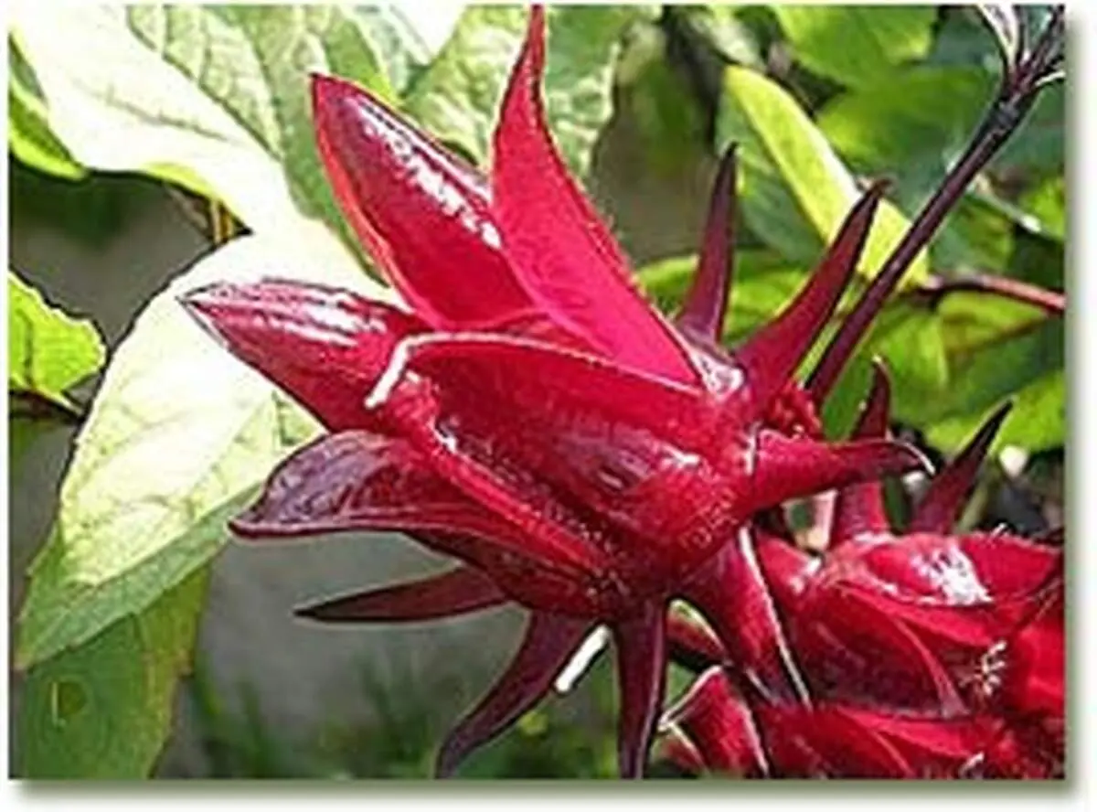 خواص چای قرمز یا چای ترش