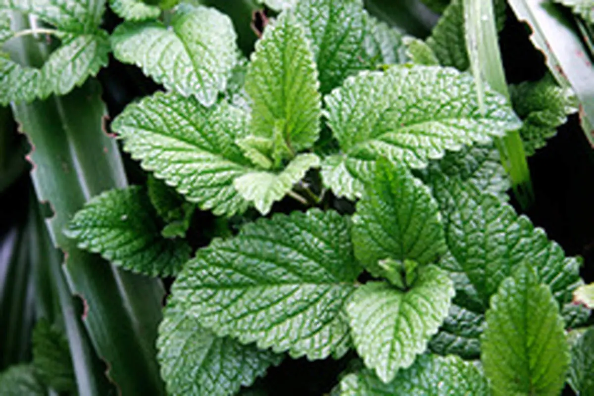 خواص درمانی نعناع