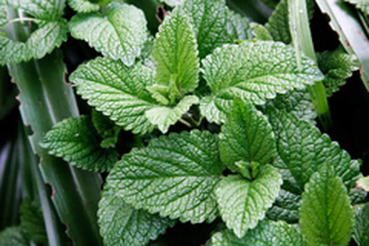 خواص درمانی نعناع