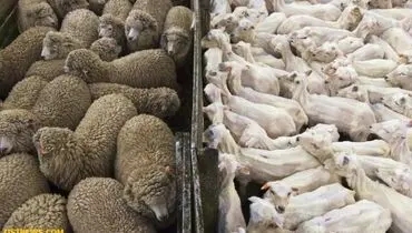 عکس/ قبل و بعد از پیرایش