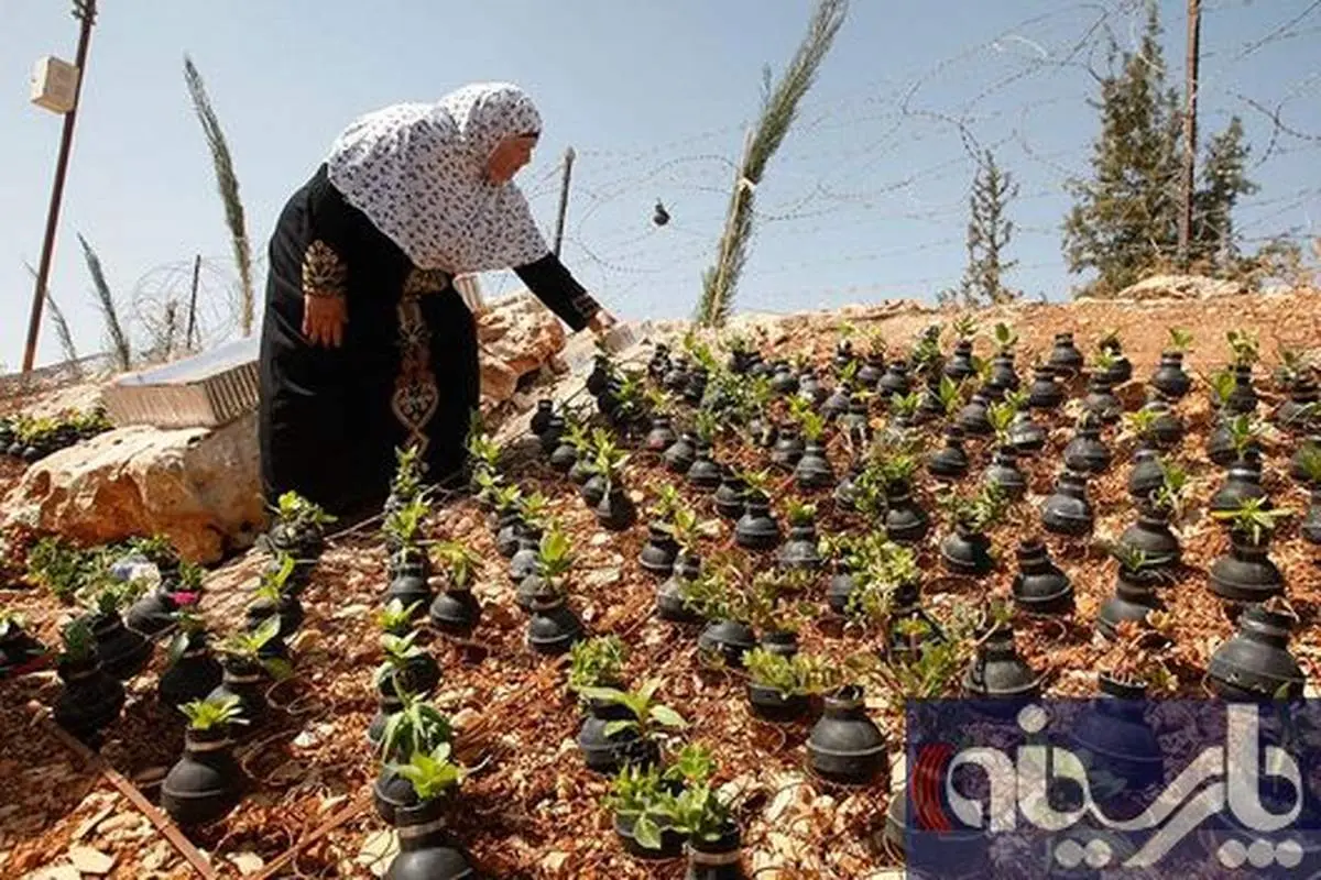 کاشت گل در بمب های اسرائیلی