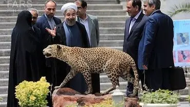 عکس/ رئیس جمهور در کنار یوزپلنگ ایرانی