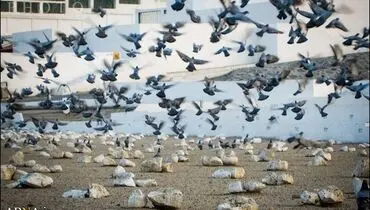 عکس/ مدفن حضرت خدیجه(س)