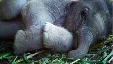 عکسی جالب از نوزاد فیل