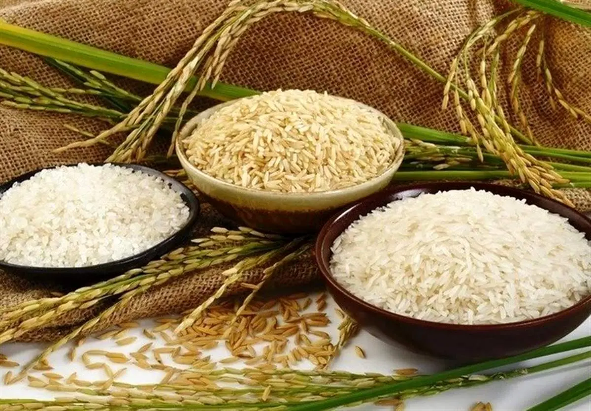 خبر خوش برای برنجکاران شمال
