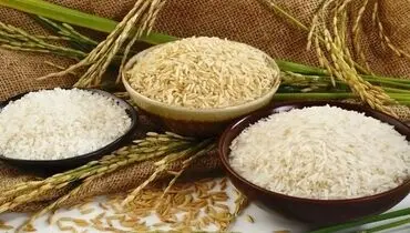 خبر خوش برای برنجکاران شمال