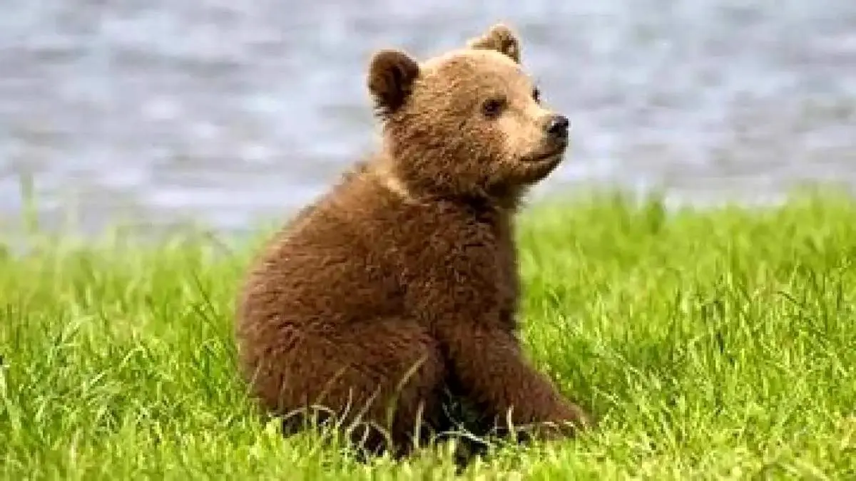 لحظه نجات توله خرس قهوهای سهساله در نور + فیلم