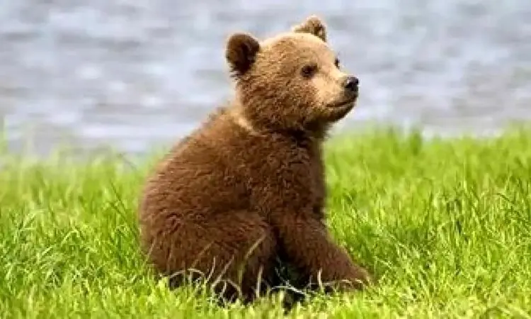 لحظه نجات توله خرس قهوه‌ای سه‌ساله در نور + فیلم