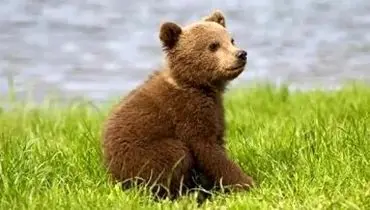 لحظه نجات توله خرس قهوه‌ای سه‌ساله در نور + فیلم