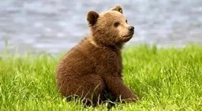 لحظه نجات توله خرس قهوهای سهساله در نور + فیلم