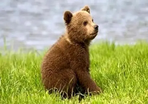 لحظه نجات توله خرس قهوه‌ای سه‌ساله در نور + فیلم