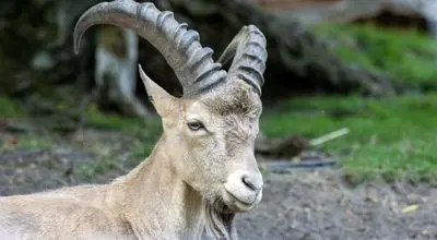 یک حیوان نایاب پس از ۲ قرن در ایران دیده شد + فیلم | این حیوان گمشده، ایرانی‌ها را خوشحال کرد