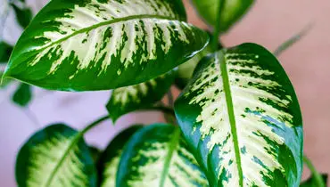 طرز کاشت بذر دیفن باخیا + نکات مهم برای جوانه‌زنی سریع