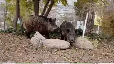 جولان عجیب  دو گراز در پارک جنگلی سرخه حصار/ویدیو 