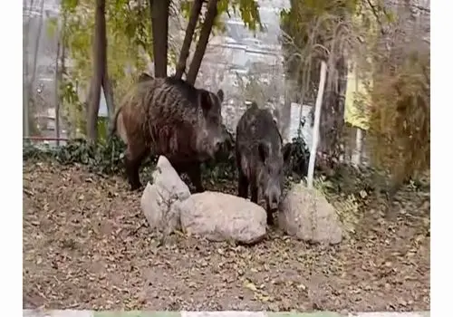 جولان عجیب  دو گراز در پارک جنگلی سرخه حصار/ویدیو 