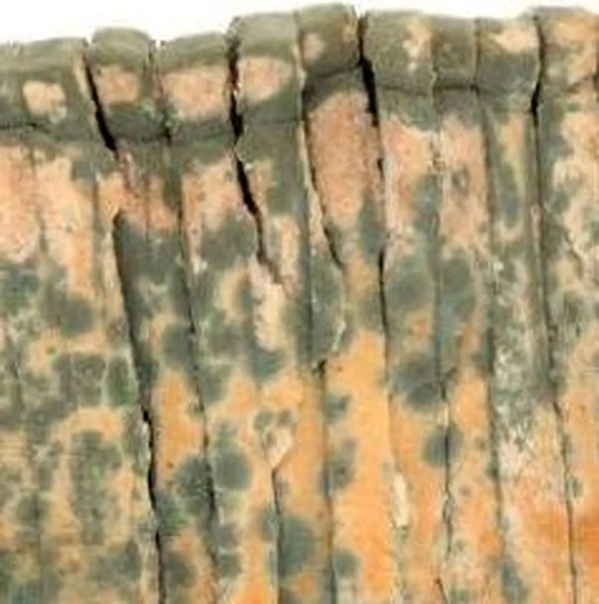 خوردن این ماده باعث عقب ماندگی نوزادان می شود