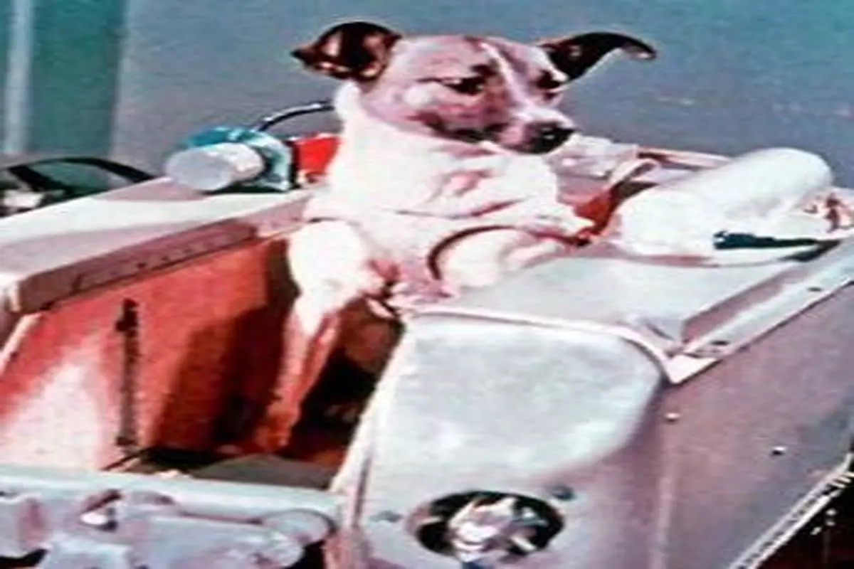 داستان غم انگیز سرنوشت اولین سگی که به فضا رفت ...
