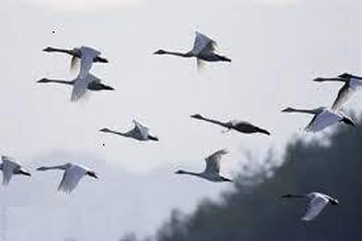 شکار سالانه یک میلیون پرنده در فریدون‌کنار