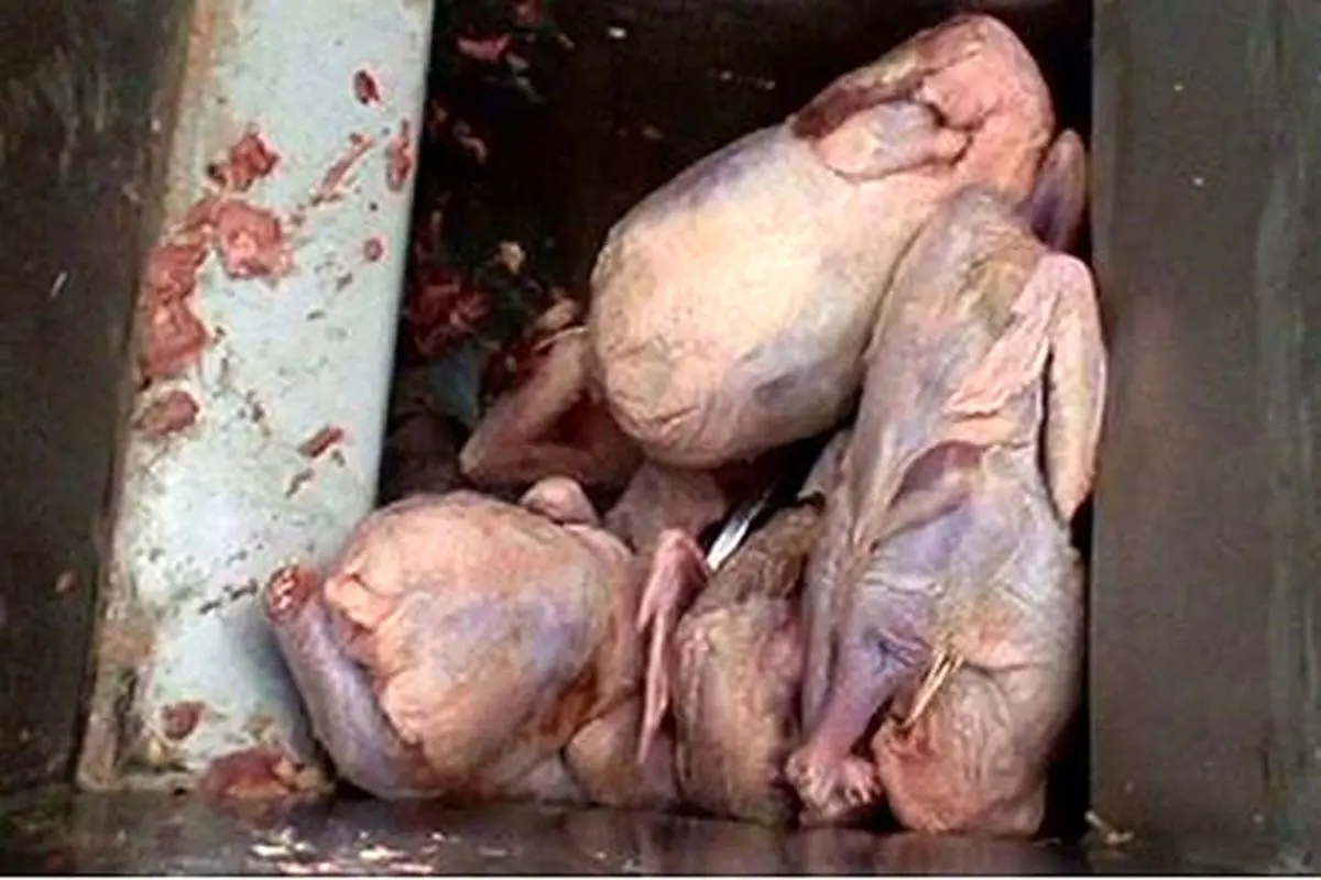 آلودگی خمیر مرغ سرگردان میان تایید ها و تکذیب ها