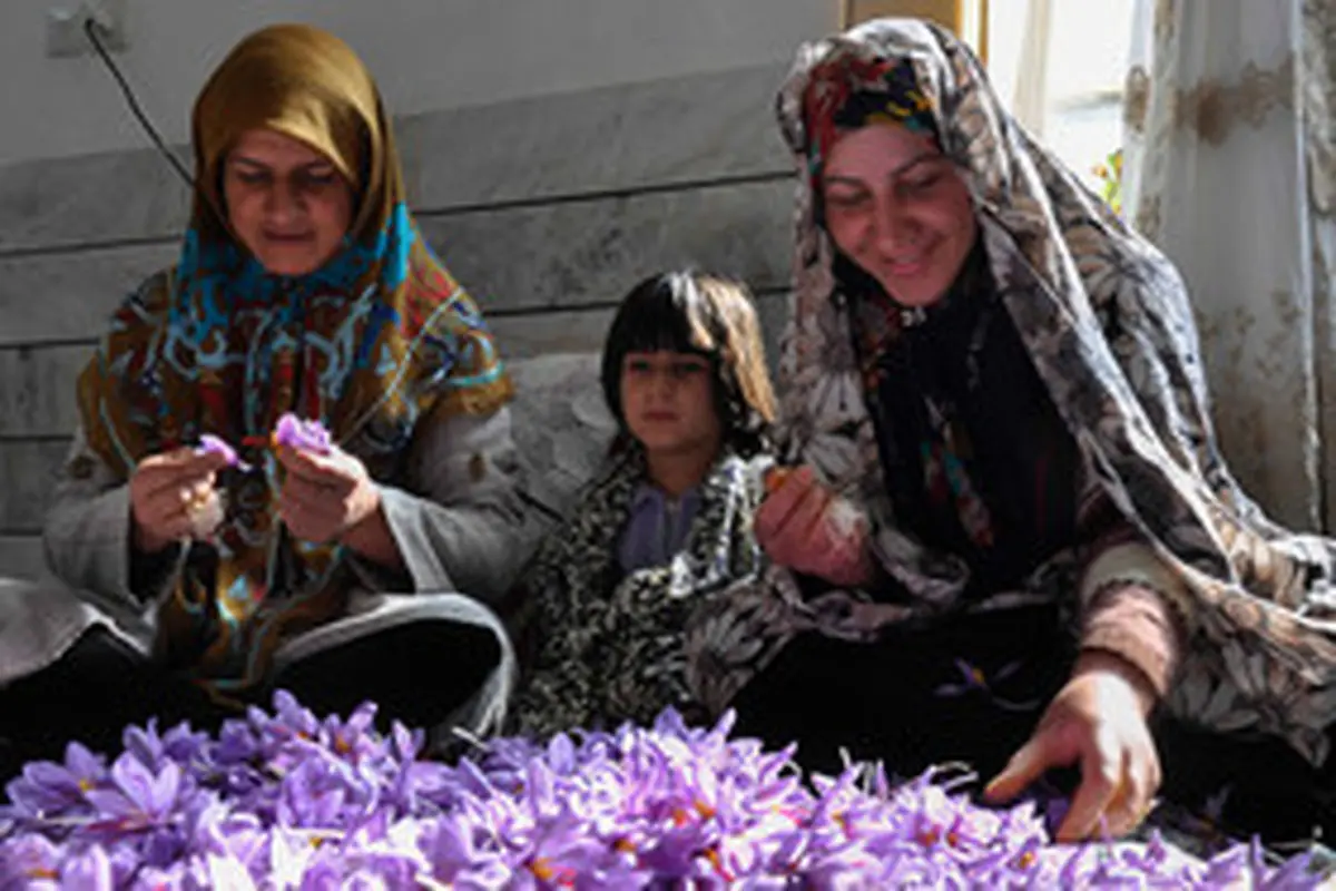 زعفران ایرانی در دنیا به نام زعفران اماراتی عرضه می‌شود