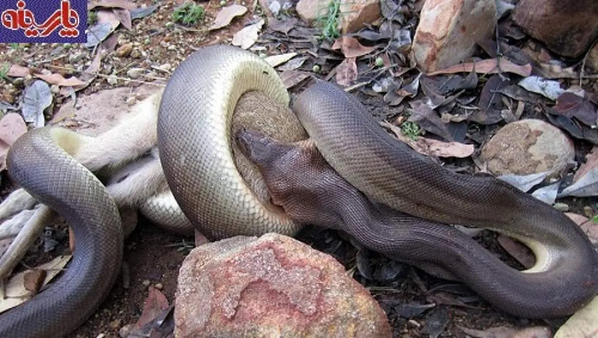 بلعیده شدن یک کانگورو توسط مار پیتون