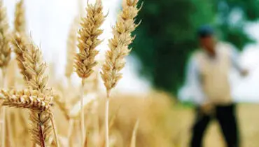 یک چهارم تولیدات کشاورزی از بین می رود