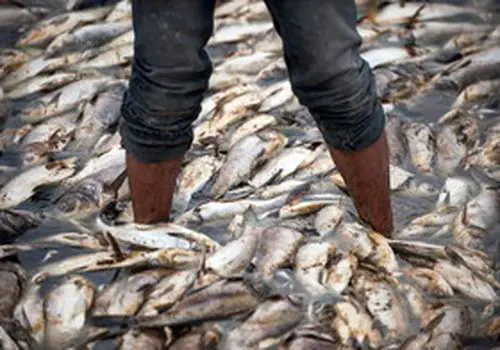 قیمت عجیب ماهی آزاد دریای خزر در یک مزایده+ فیلم