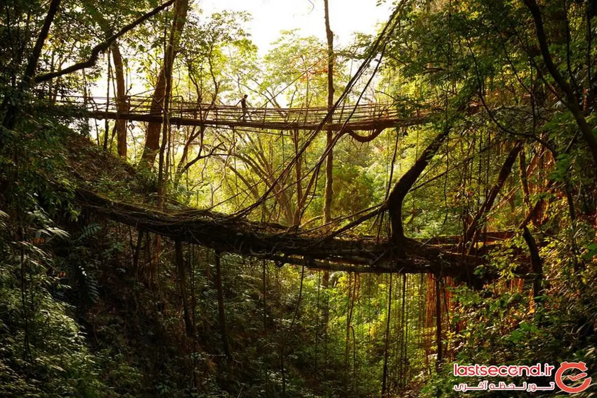 پلی عجیب از ریشه درختان زنده در هندوستان / تصاویر