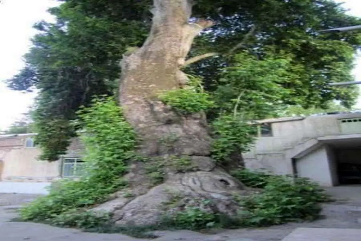 درخت 550 ساله/عکس