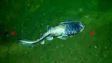 کشف دو نوع ماهی که بدون اکسیژن زنده هستند