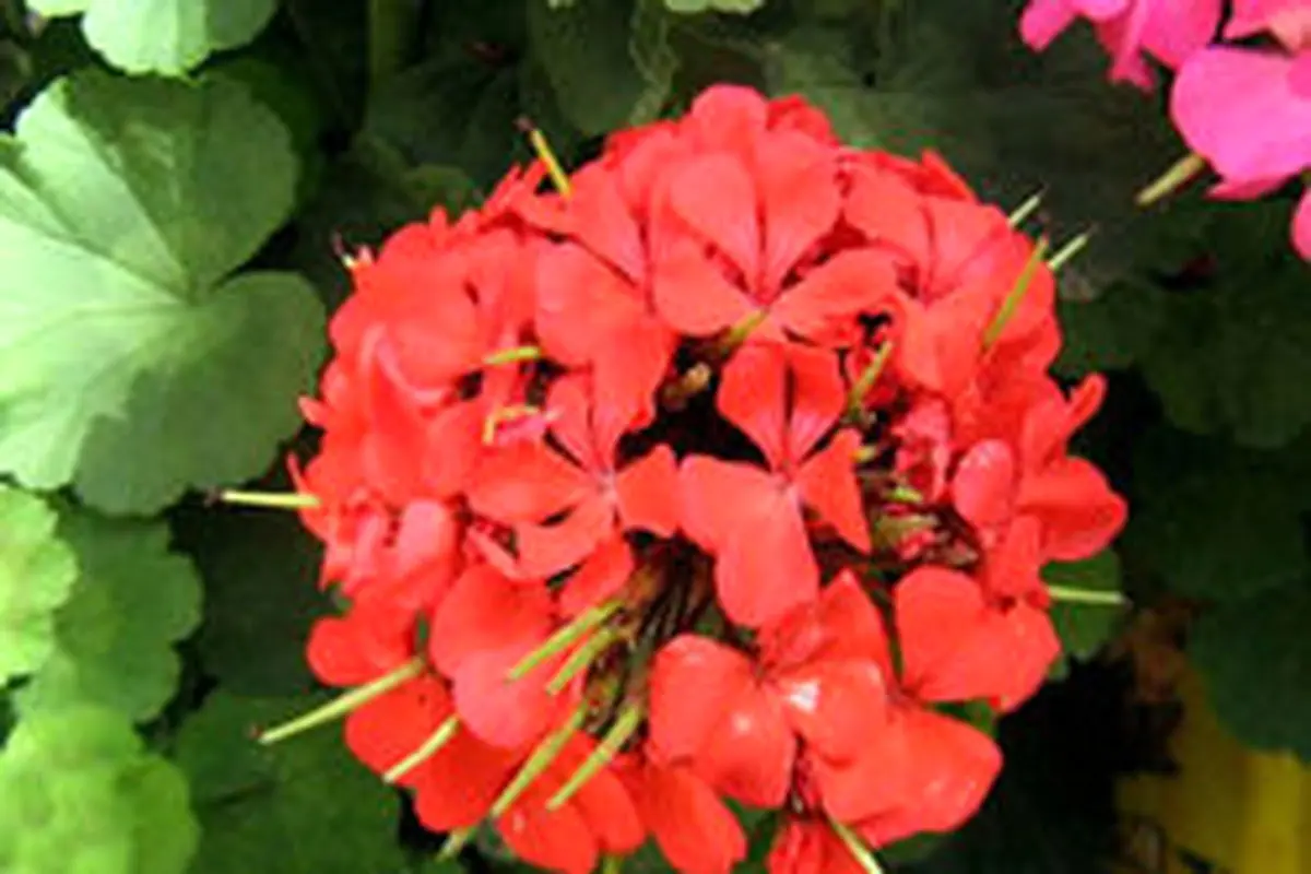 دانستنی‌های نگهداری و مراقبت از گل‌های خانگی در فصل سرما