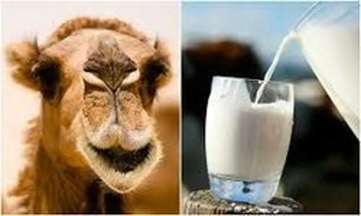 فریب تبلیغات شیر شتر را نخورید