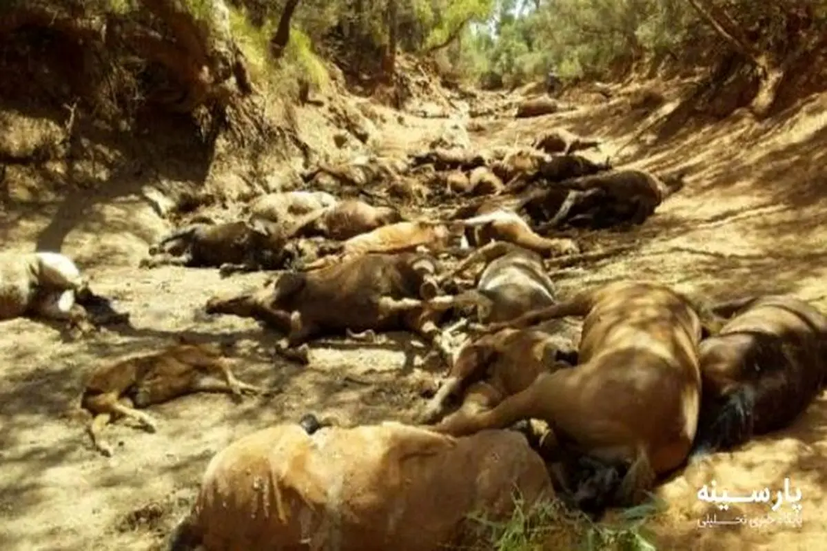 صحنه تکان دهنده مرگ جمعی اسب‌ها در گرمای استرالیا