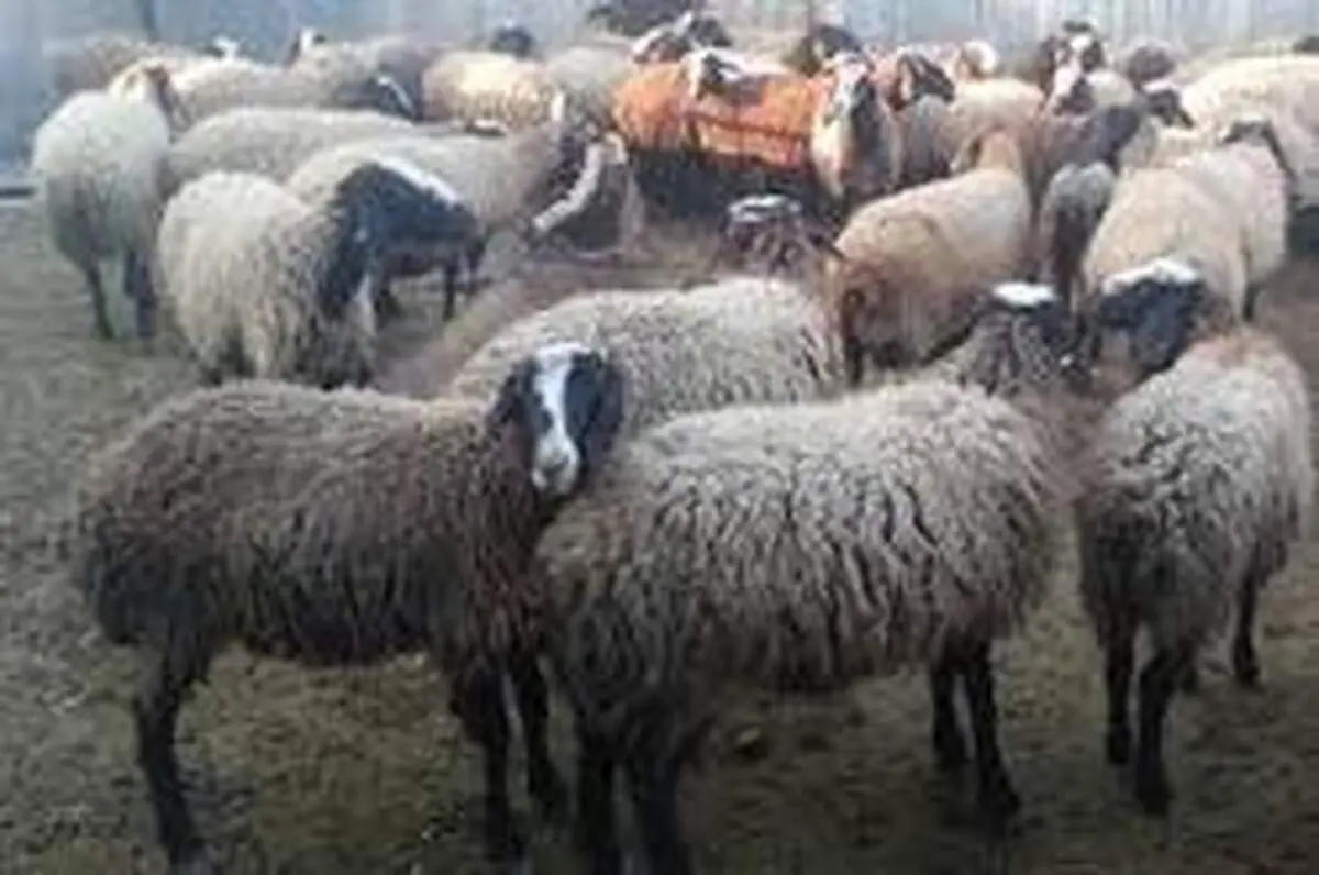 حضور دلالان برای خارج کردن دام زنده در ایلام