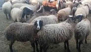 حضور دلالان برای خارج کردن دام زنده در ایلام