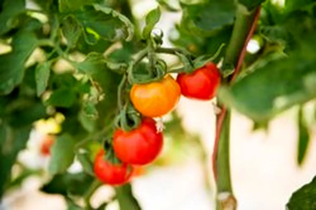 ترفند هایی برای کاشت گوجه در گلدان